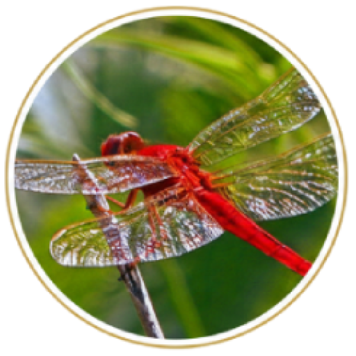 Center for Excellence Logo